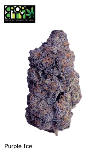 Purple Ice (Indica Dominant Hybrid)