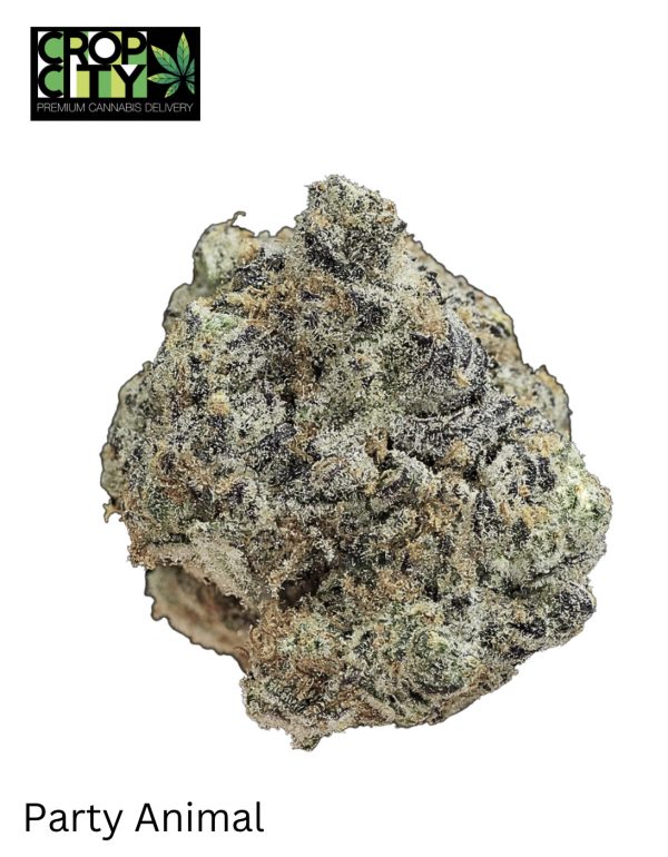 Party Animal (Hybrid) AAAA+ 🔥🔥