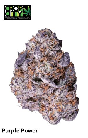 Purple Power (Sativa) AAAA+ 🔥🔥