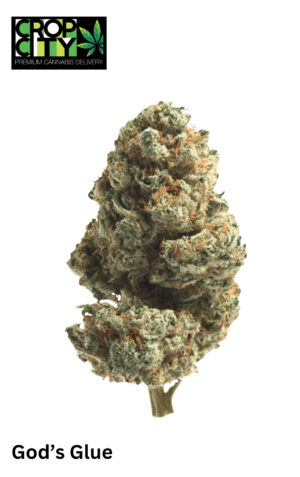 God’s Glue (Hybrid) AAAA+ 🔥🔥