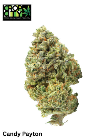 Candy Payton (Hybrid) AAAA+ 🔥🔥