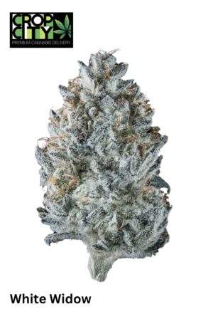 White Widow (Hybrid) AAAA+ 🔥🔥